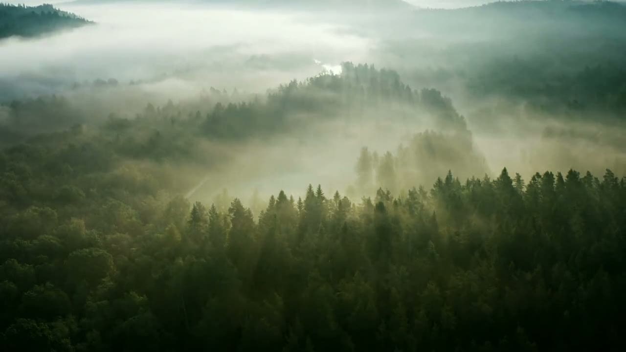 Sunlight through a forest canopy, filmed from above